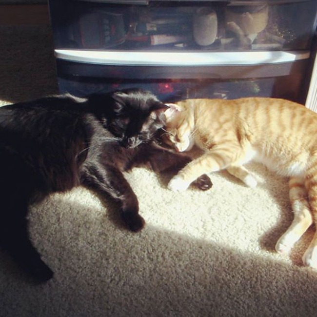 Cole and Marmalade